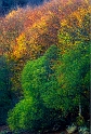 arbre 13_11_11n01